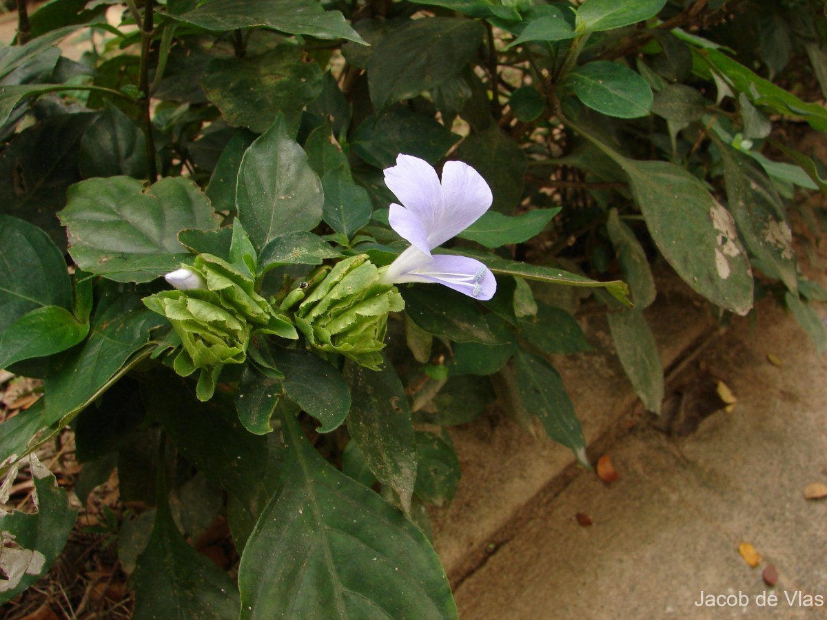 Barleria strigosa Willd.